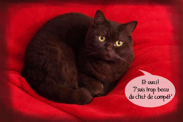 Le chat Chocopops
