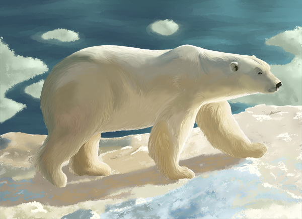 illustraton animale ours polaire