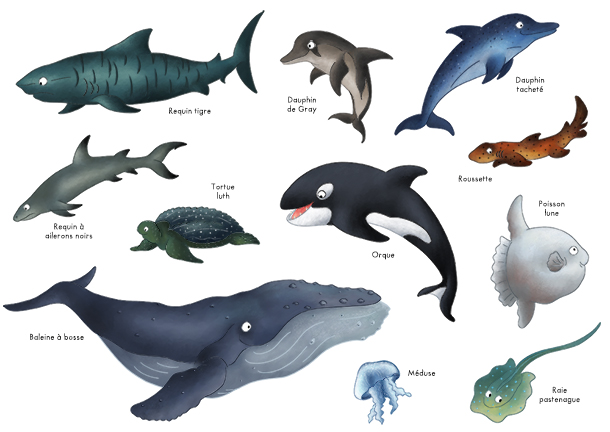 Imagier les animaux des océans